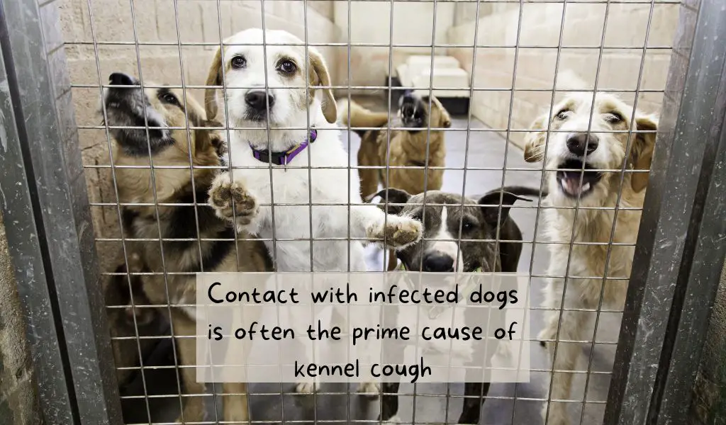 can you treat kennel cough at home