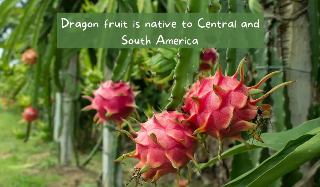 dragon fruit plant