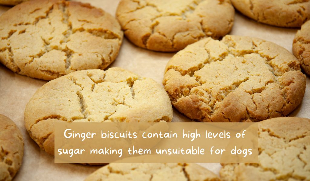 can dogs eat ginger biscuits