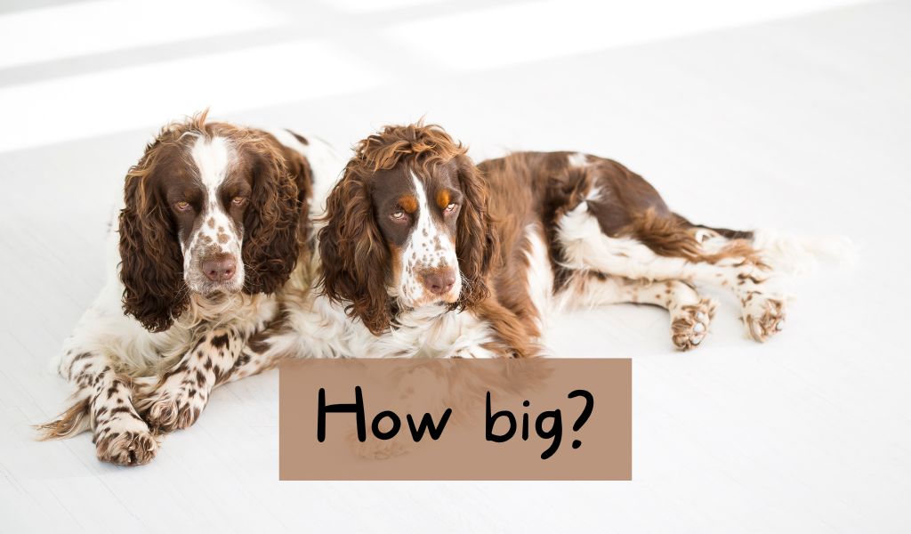 How big do Springer spaniels get?