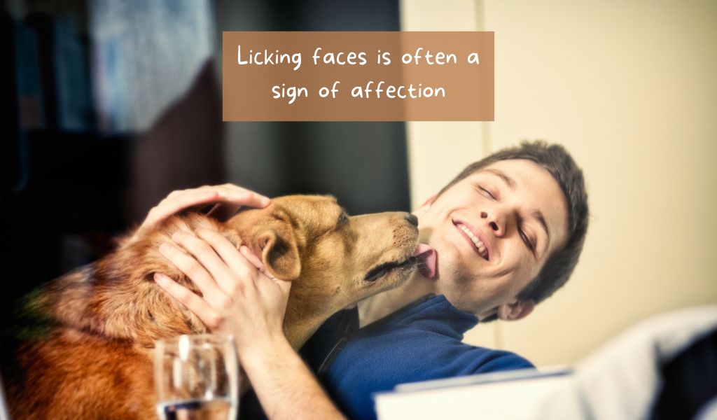 why do dogs like licking faces