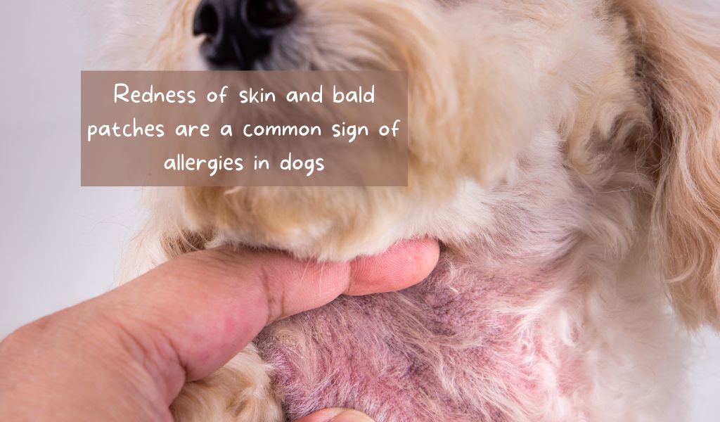 Can dogs be allergic to cats? 8 can dogs be allergic to cats