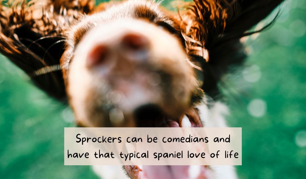 The sprocker spaniel