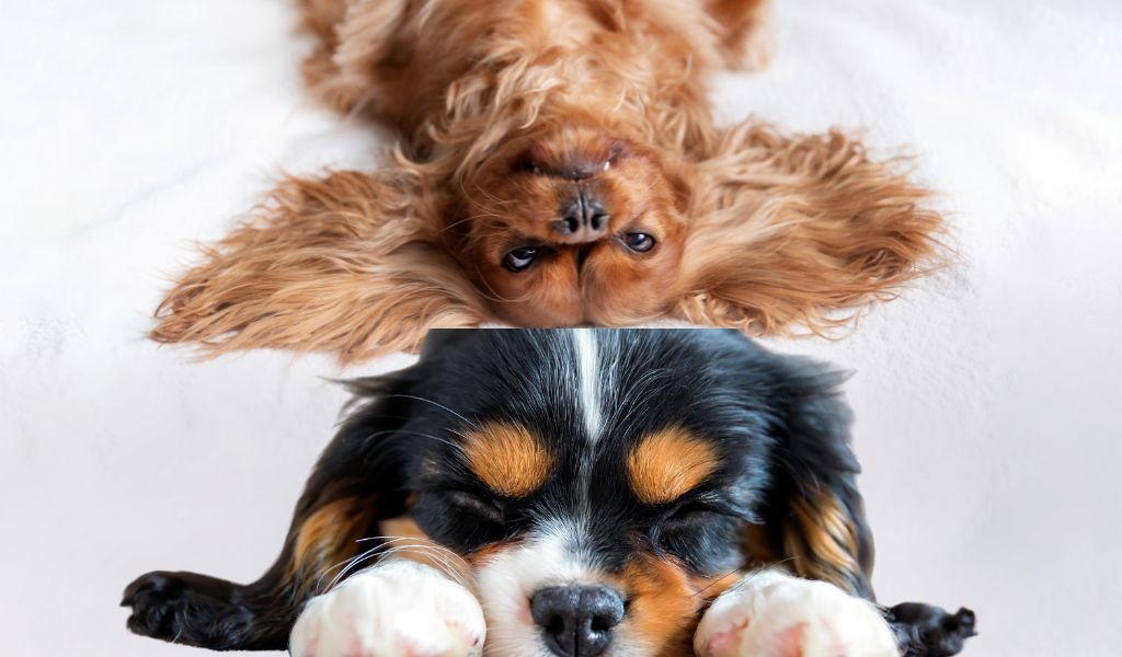 Is it better to have two Cavalier King Charles spaniels?