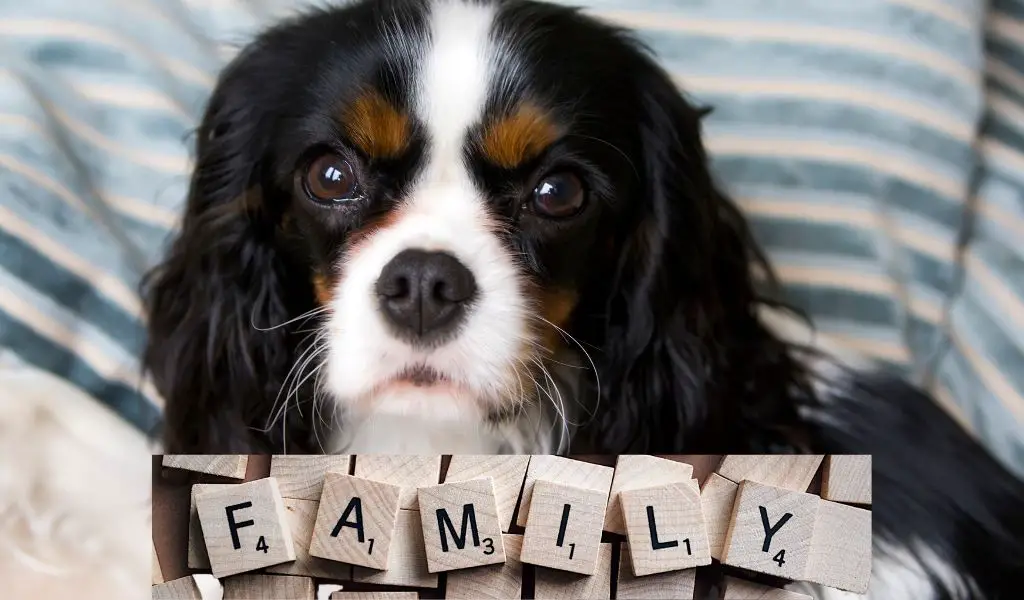 Are Cavalier King Charles spaniels good family dogs?