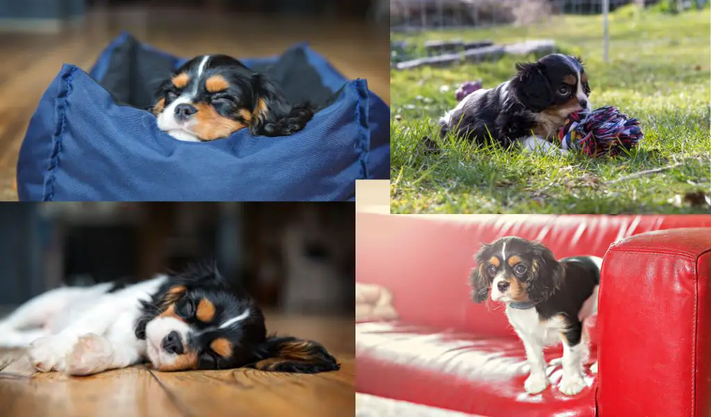 Are Cavalier King Charles spaniels good family dogs?
