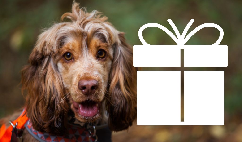 a cocker spaniel with a present