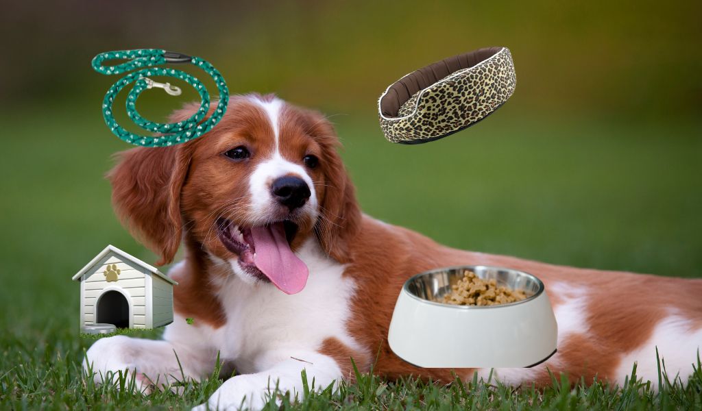 brittany spaniel with dog gear