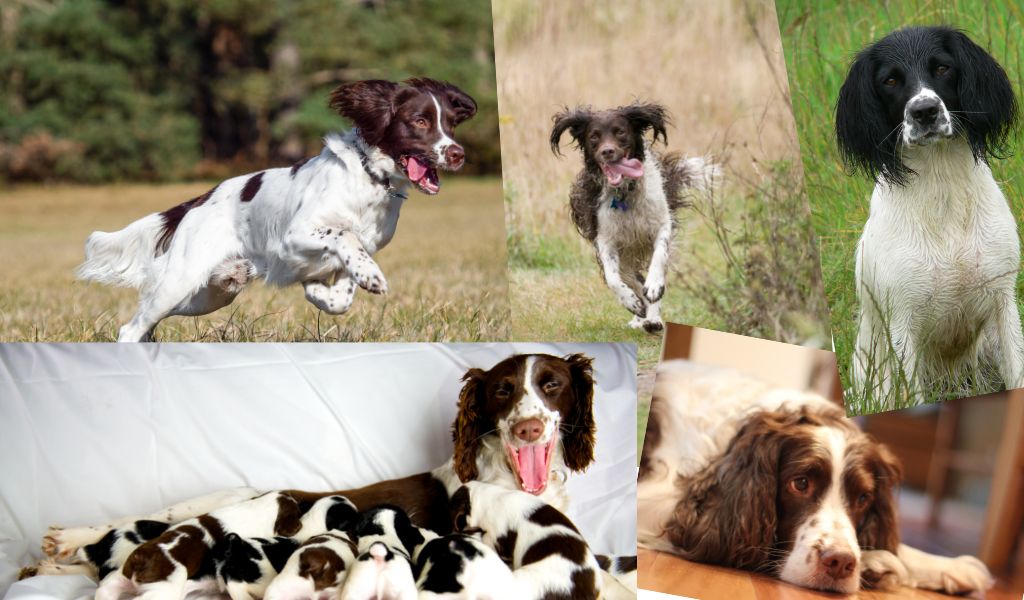 How big do Springer spaniels get? 2 collage of english springer spaniels