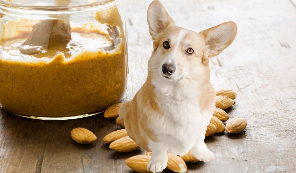 dog sat next to almond butter
