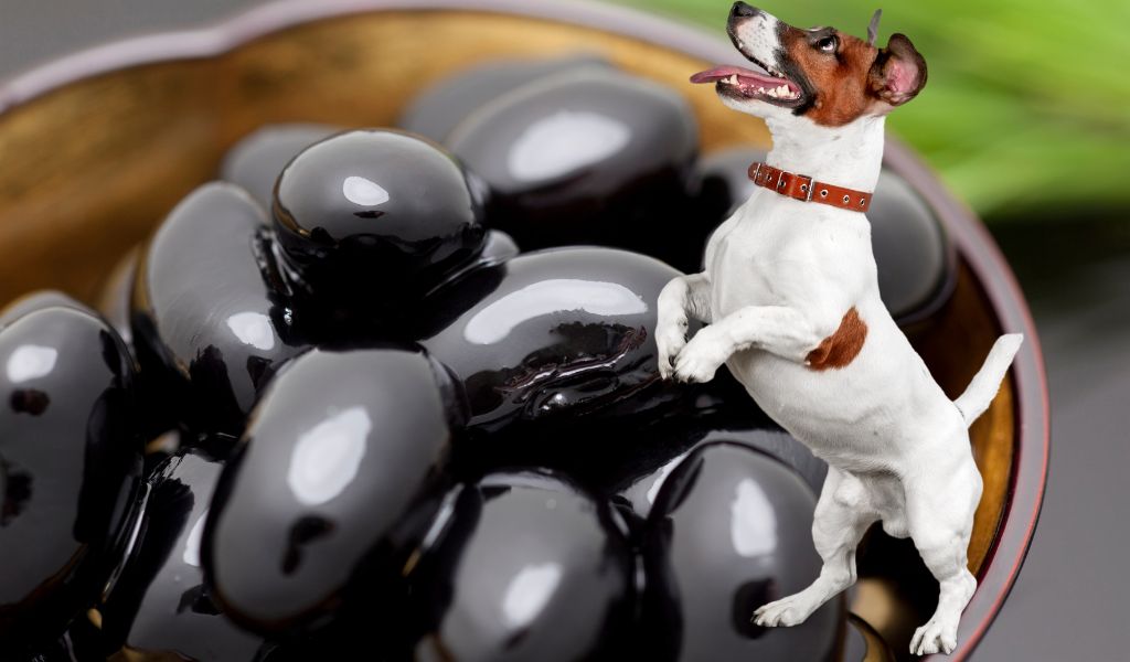 dog looking at plate of black beans