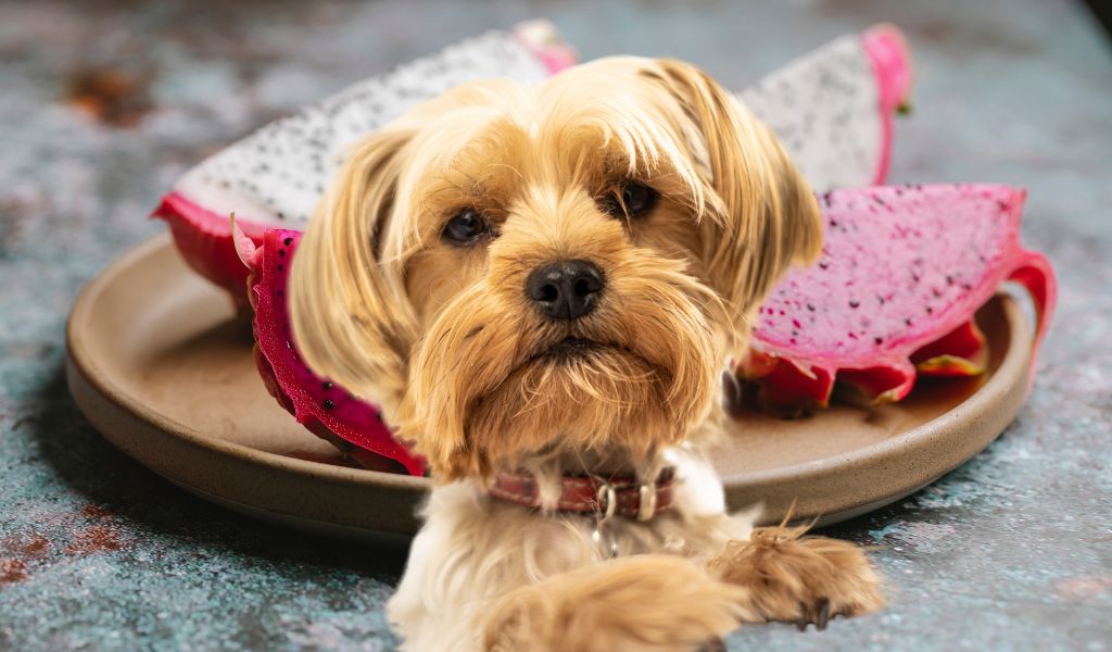 Dog with a plate of dragon fruit