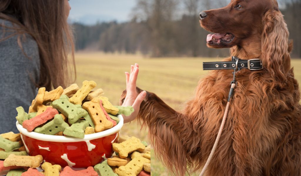 dog training pouches for treats