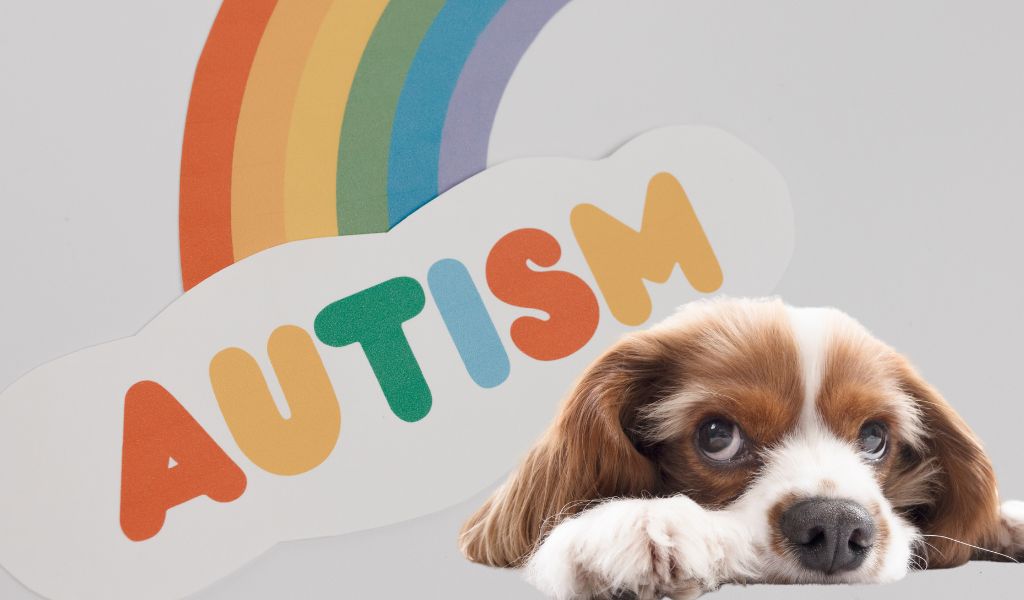 dog lying down with autism sign