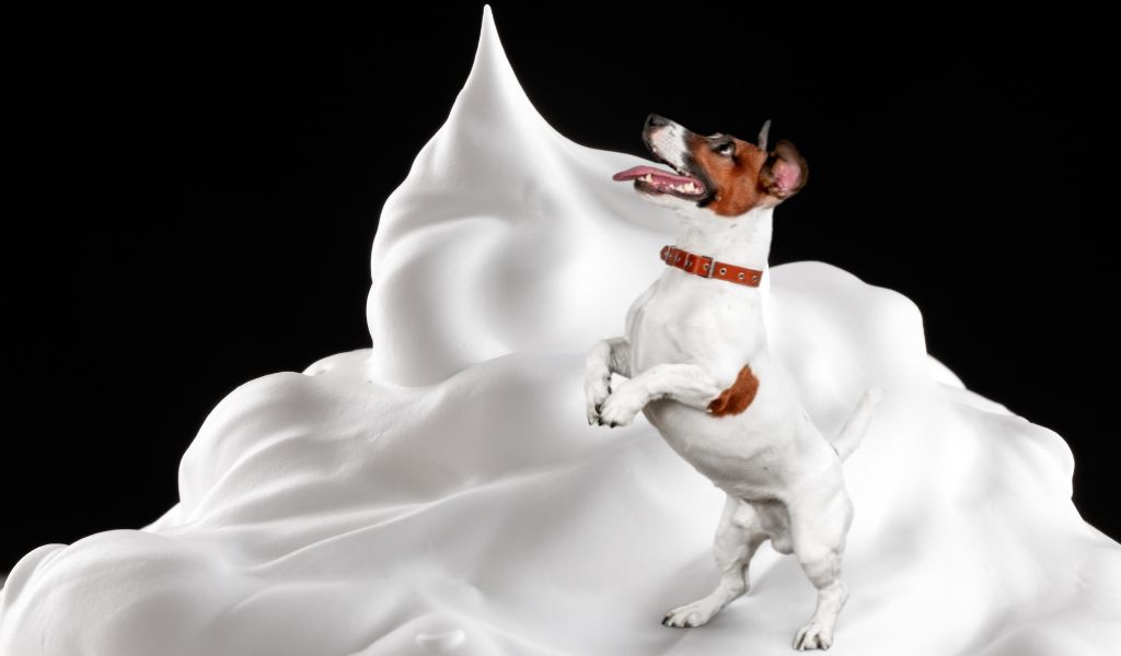 dog with pile of whipped cream