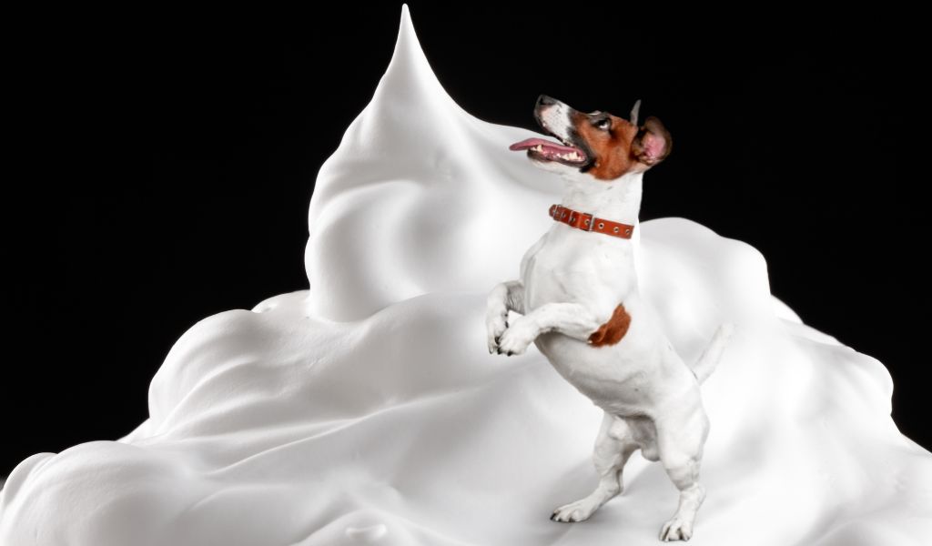 Is whipped cream safe for dogs?