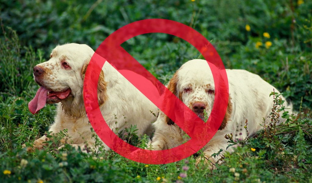 getting a clumber spaniel to eat