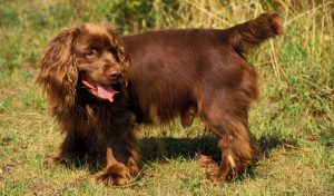 sussex spaniel