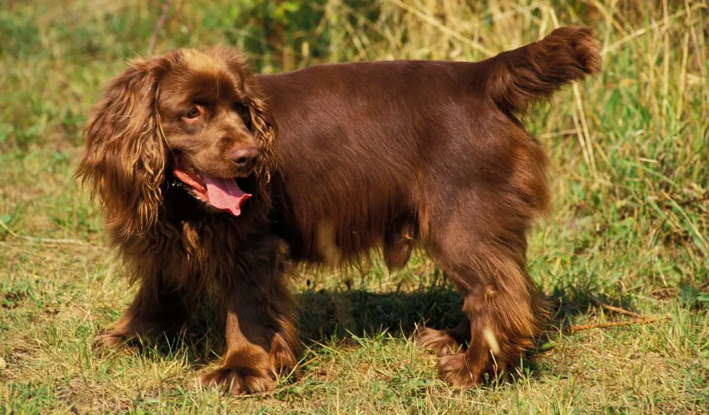 Are Sussex spaniels good family dogs?
