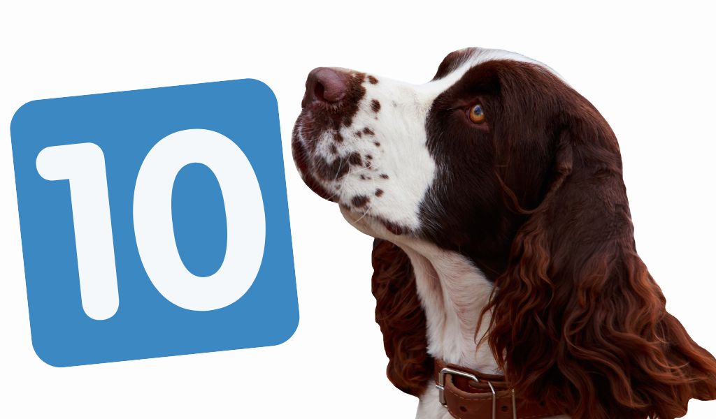 10 Reasons you should get an English Springer spaniel