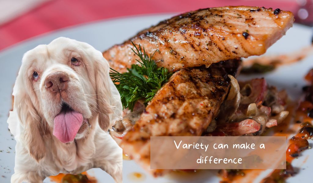 getting a clumber spaniel to eat