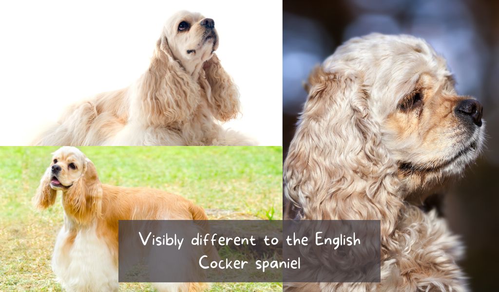 The american cocker spaniel