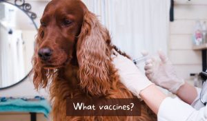 What vaccinations does a puppy need? 7 puppy being vaccinated