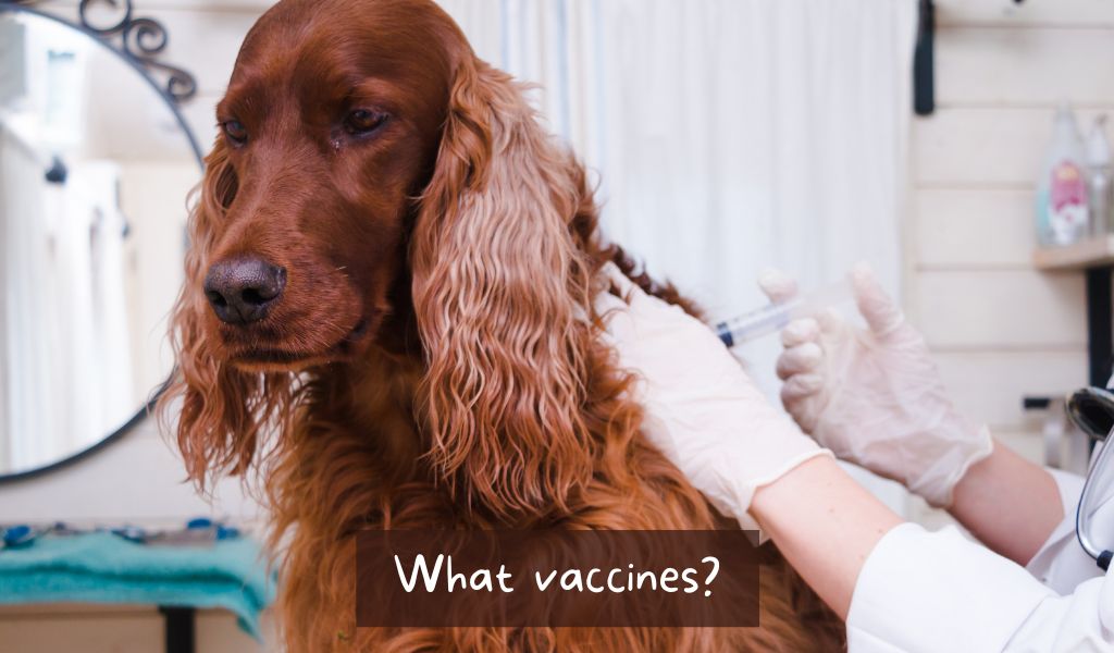 What vaccinations does a puppy need?
