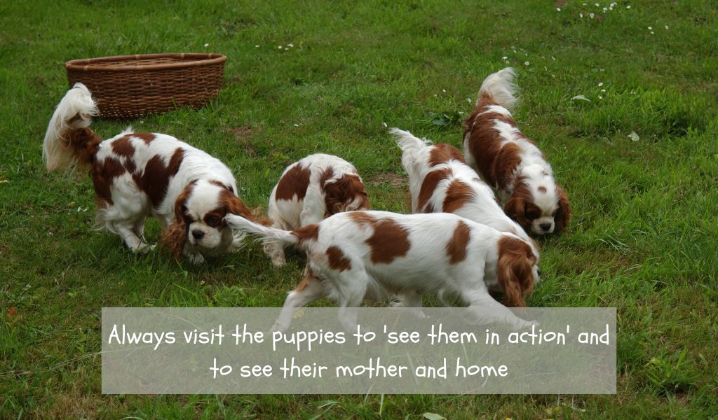 Finding a reputable Cavalier King Charles spaniel breeder