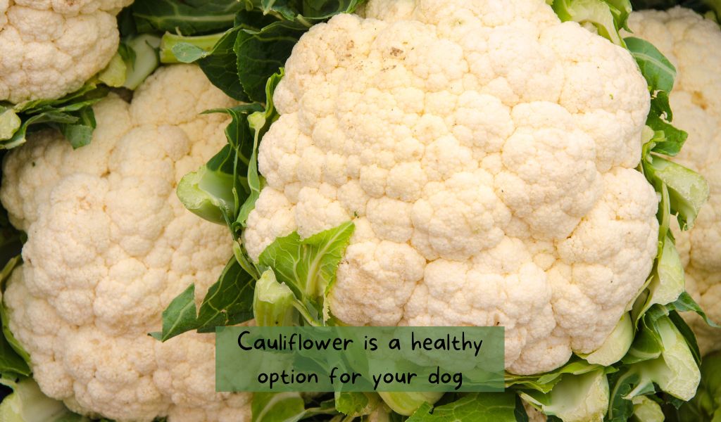 can a dog have cauliflower