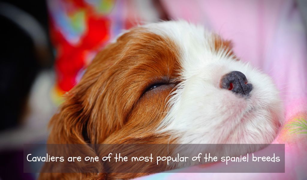 cavalier king charles spaniel breeding