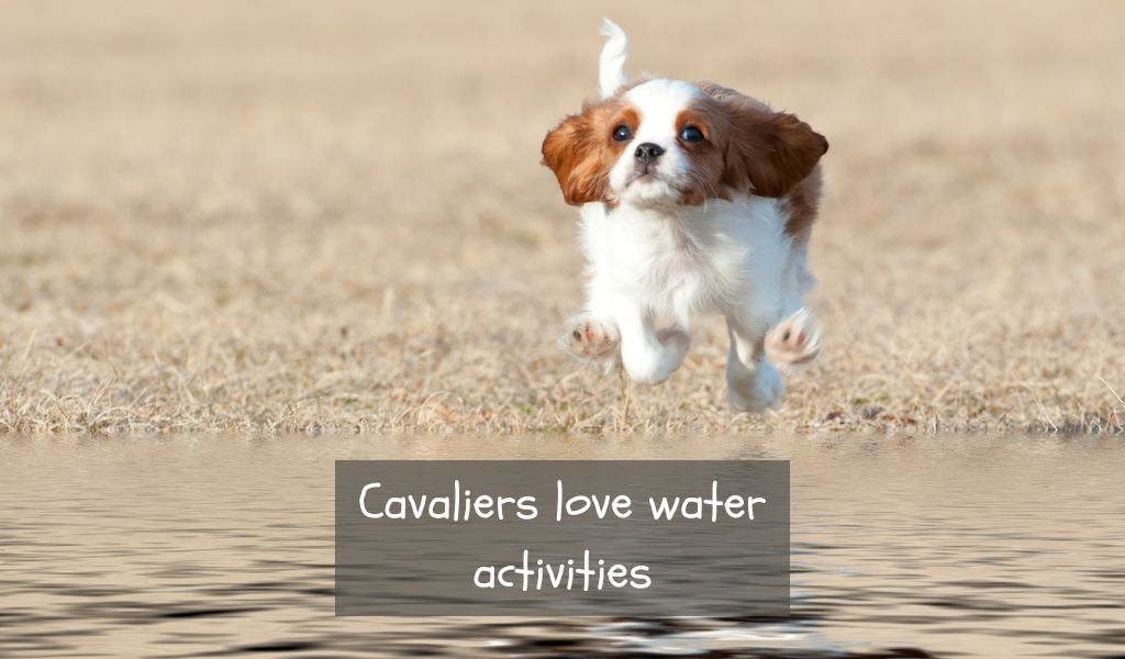 do cavalier king charles spaniels make good pets