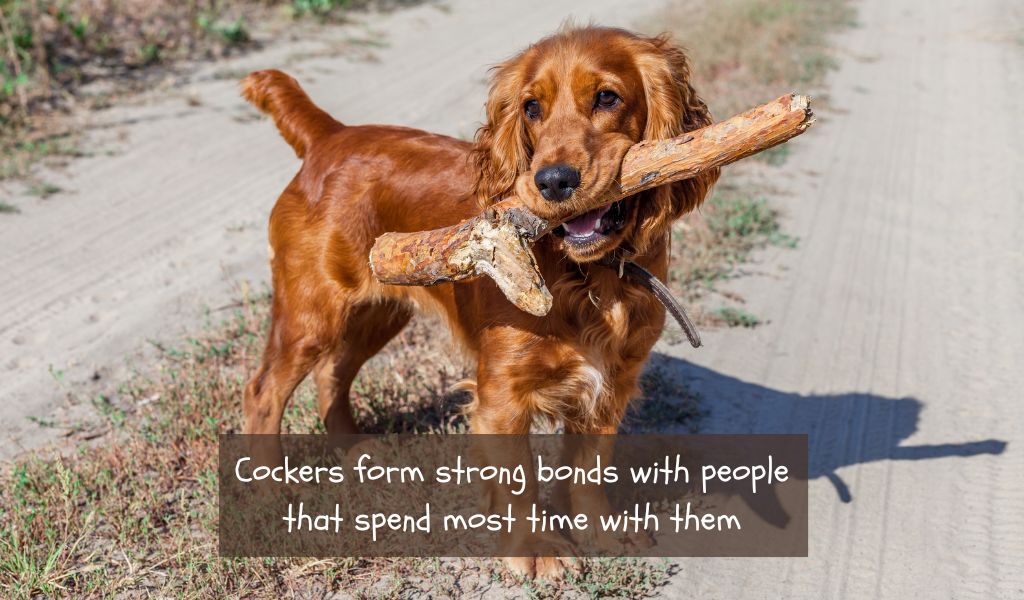 Do Cocker spaniels attach to one person? 2 Do cocker spaniels have a favourite person