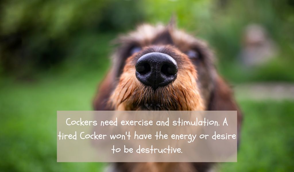 Why your Cocker spaniel may be destructive 2 Why your Cocker spaniel may be destructive