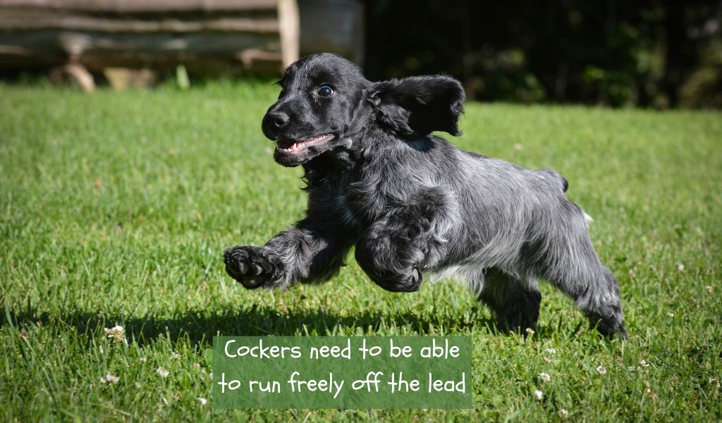 Are Cocker spaniels good off the lead?