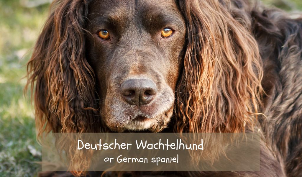 Are spaniels easy dogs? 4 are spaniels easy