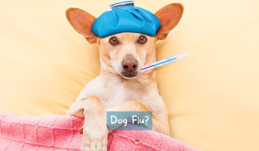 Can dogs get colds?