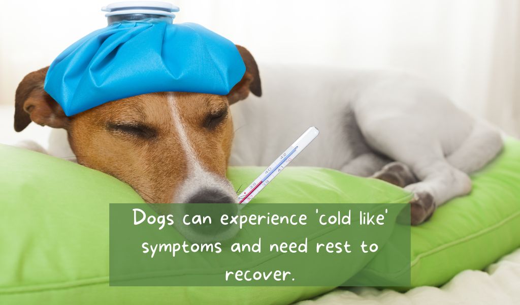 can dogs get colds