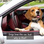 Why do dogs love car rides?