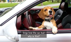 why do dogs love car rides