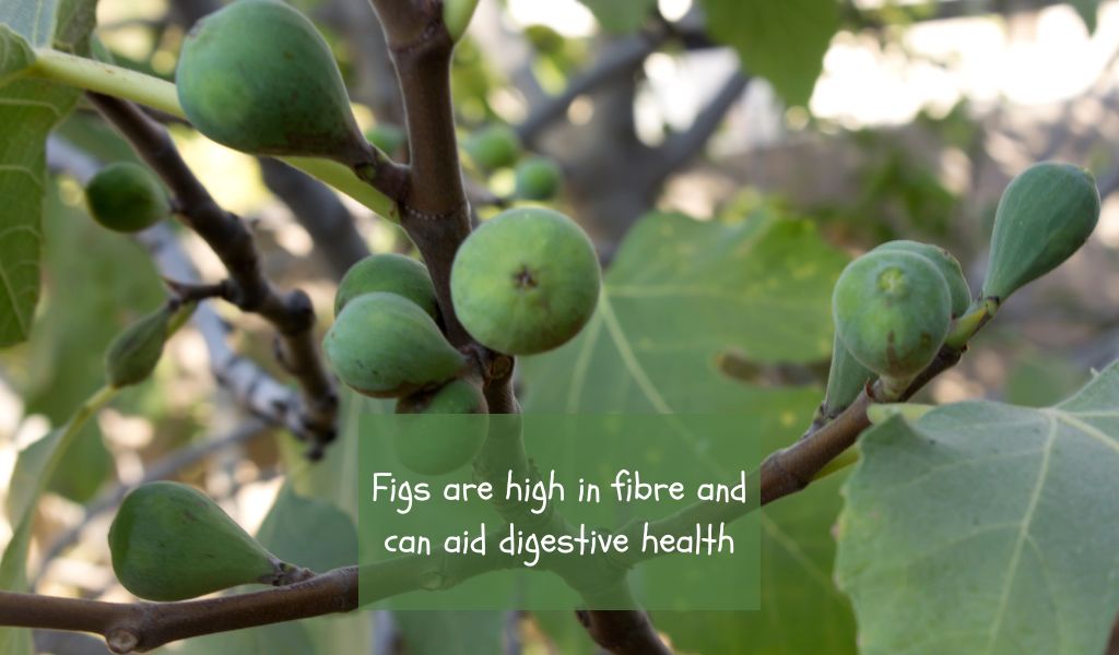 can dogs eat figs