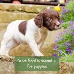 Springer spaniel puppy feeding: The ultimate guide