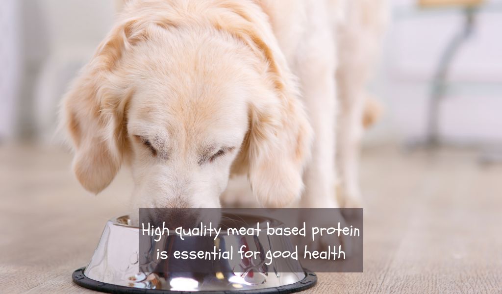 Feeding Your Dog: A Complete Guide to Proper Nutrition