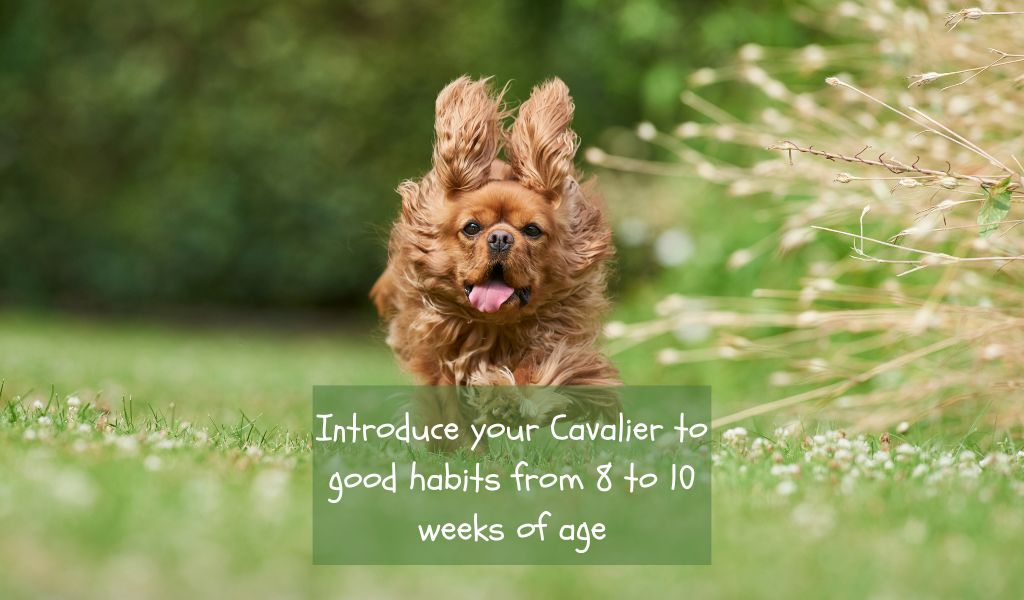 optimal age for training cavalier king charles spaniels