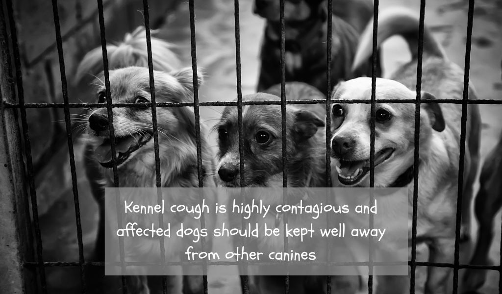 what is kennel cough