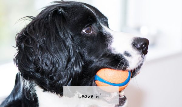 Leave It Command How To Train Your Dog To Leave It: A Step-by-Step Guide - Easy Spaniel ...