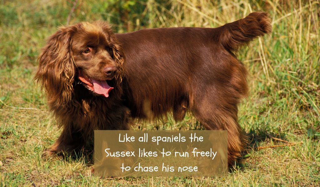 how much exercise does a sussex spaniel need