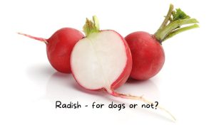 can dogs eat radish