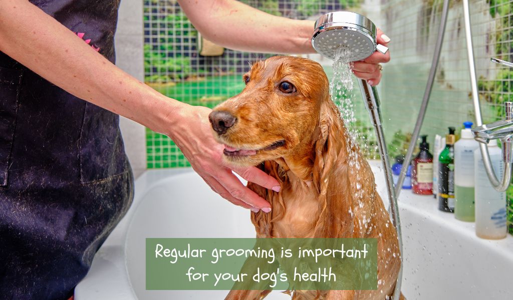 How often do Cocker spaniels need grooming