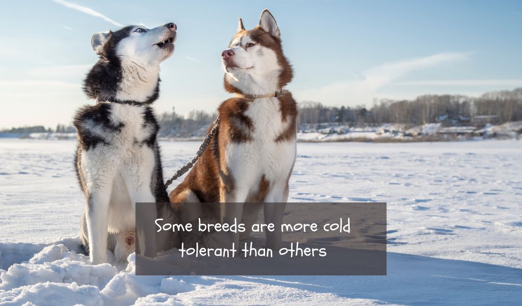 How can I tell if my dog is cold? 8 how can i tell if my dog is cold